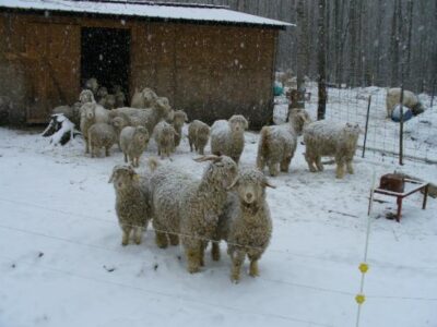 Goats: Cold Weather Image